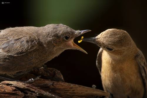 Brown Rock Chat / Indian Chat (Oenanthe fusca)