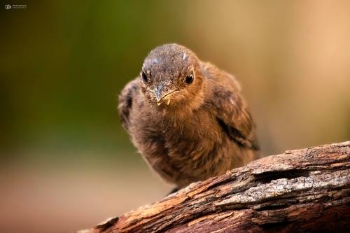 Brown Rock Chat / Indian Chat (Oenanthe fusca)