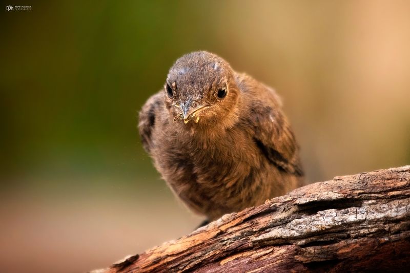 brown rock chat, indian chat, oenanthe fusca, grk, greater rann of kutch, nature, 35awards, 35photo, wildlife, birds, birds of india, parth kansara, parth kansara wildlife, indian wildlife, photo, photography, kutch, birds of kutch, nakhatrana, kutch wild Brown Rock Chat / Indian Chat (Oenanthe fusca) фото превью
