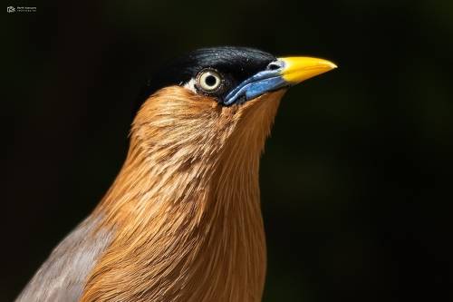 Brahminy Starling (Sturnia pagodarum)