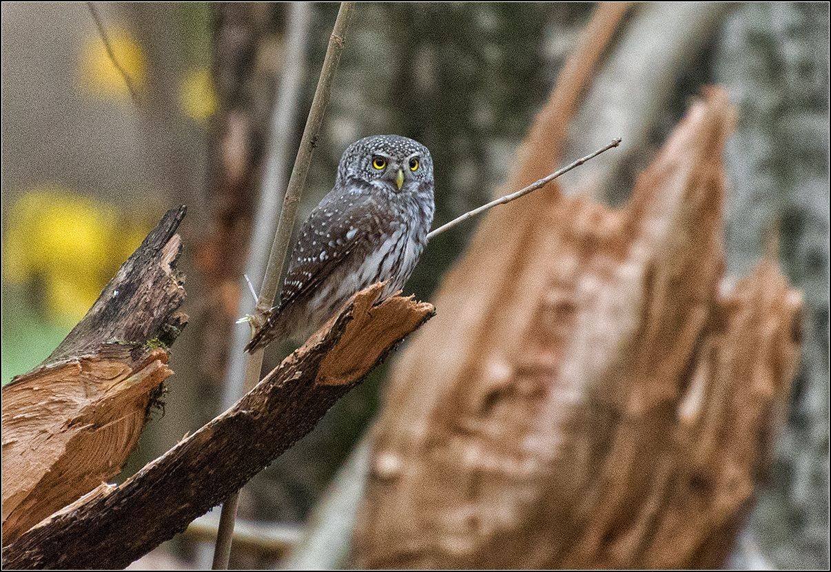 москва, парк, птица, АНАТОЛИЙ ДОВЫДЕНКО