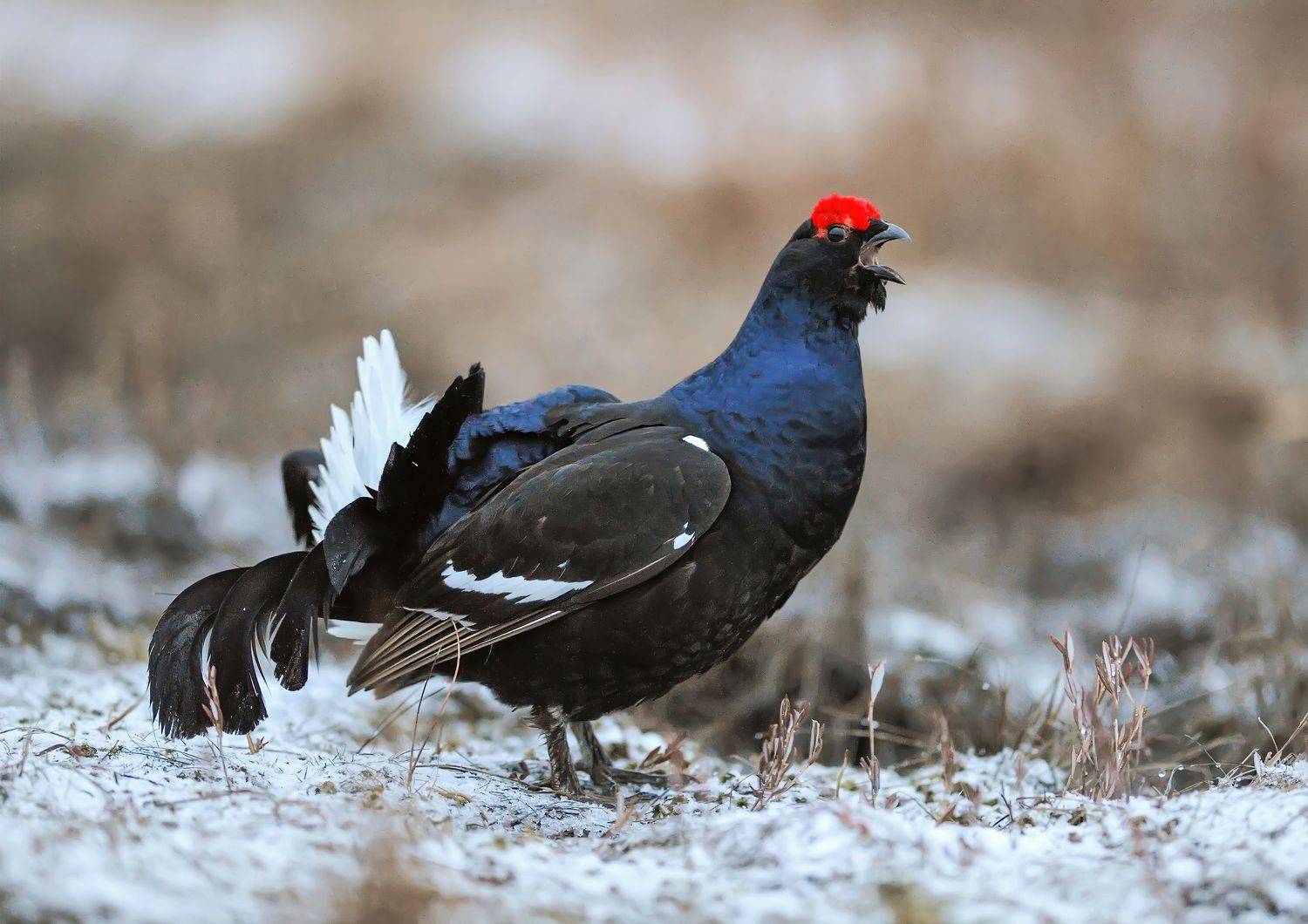 теререв,птицы,коми,печора,север,зима,мороз,лес,красота,анималистика,кенон,tererev,birds,komi,pechora,north,winter,frost,forest,beauty,animalism, Игорь Триер