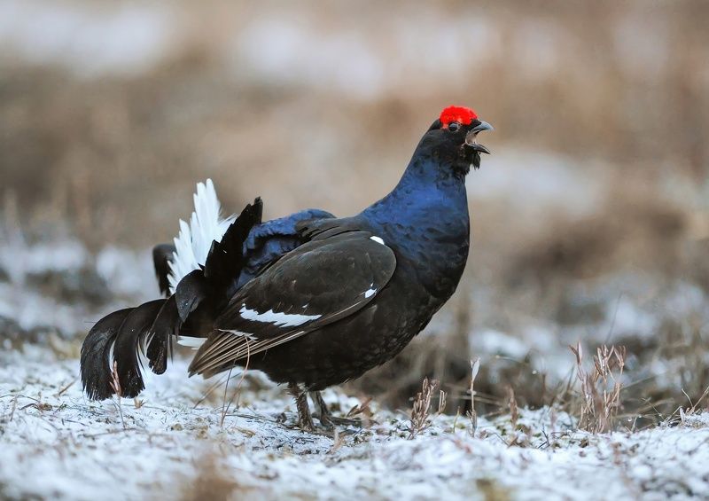 теререв,птицы,коми,печора,север,зима,мороз,лес,красота,анималистика,кенон,tererev,birds,komi,pechora,north,winter,frost,forest,beauty,animalism На току фото превью