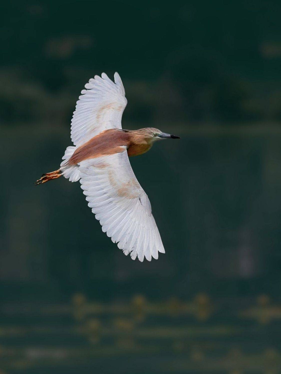 , Славов Георги