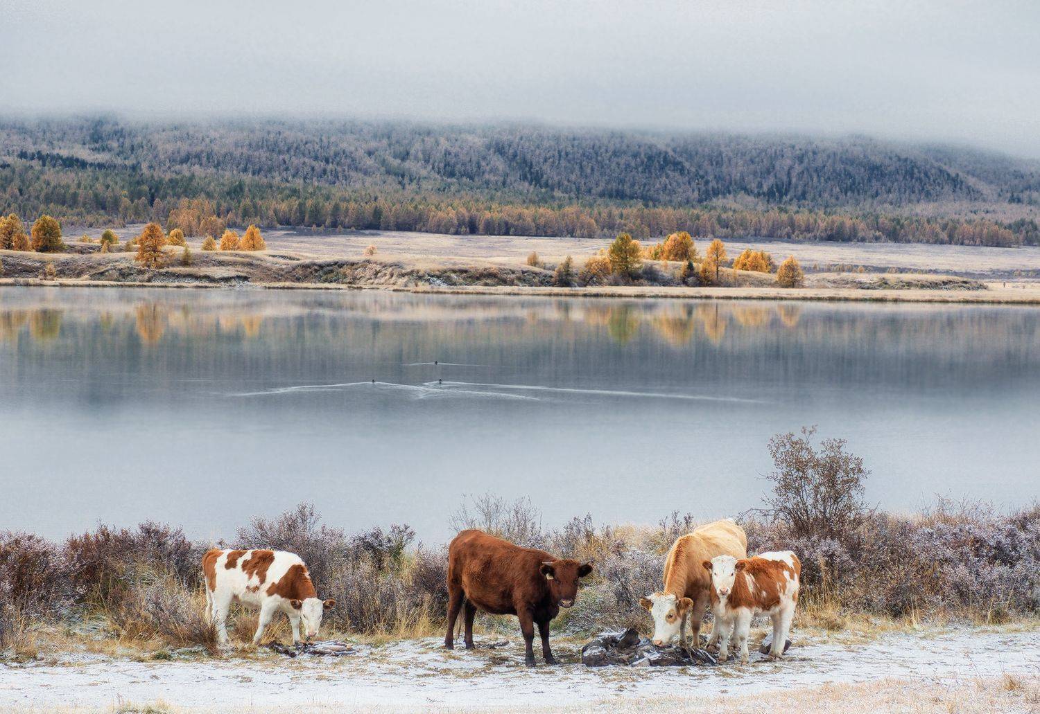 , Галина Хвостенко