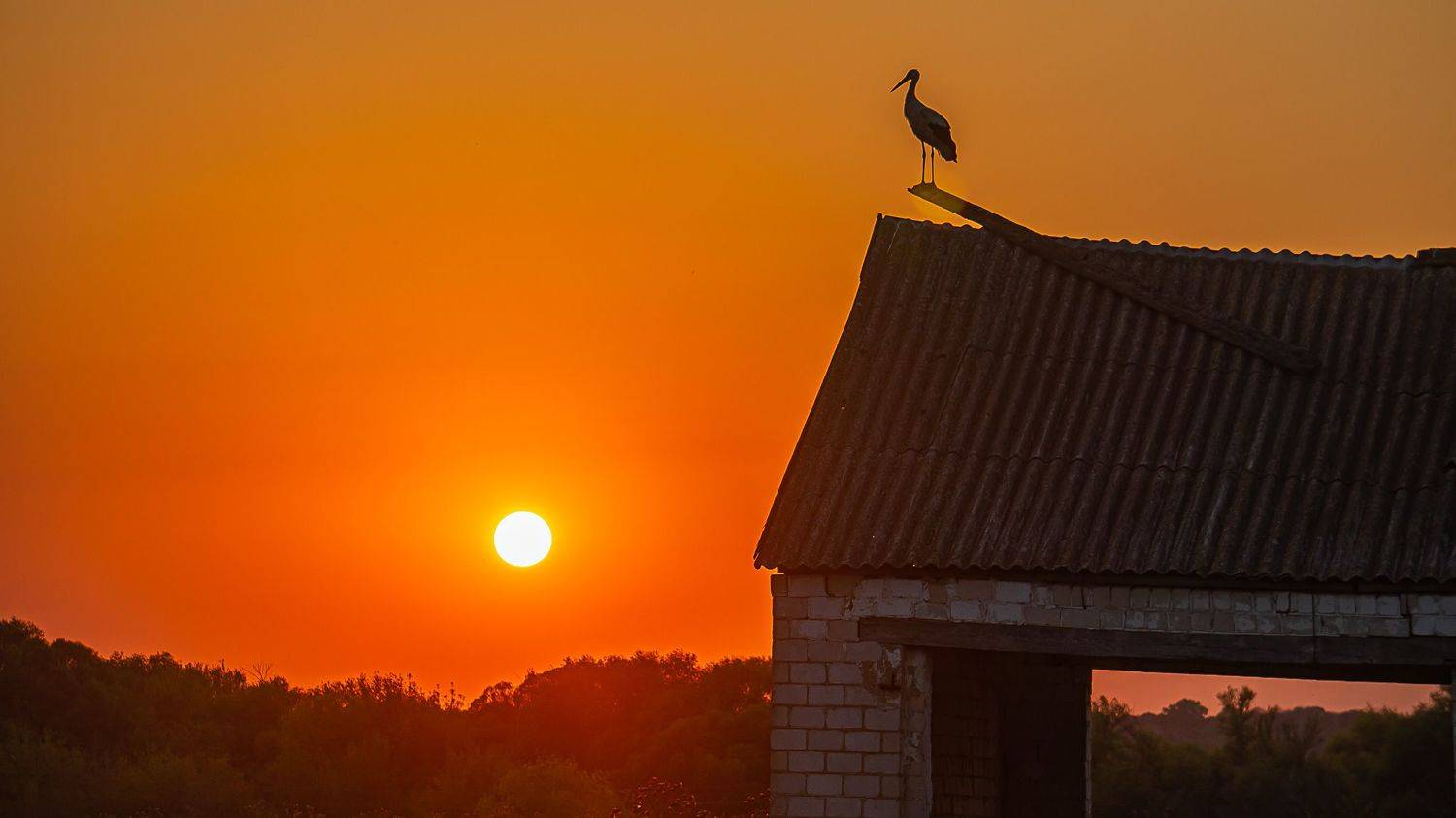 август, закат солнца, аисты,, Николай Бологов