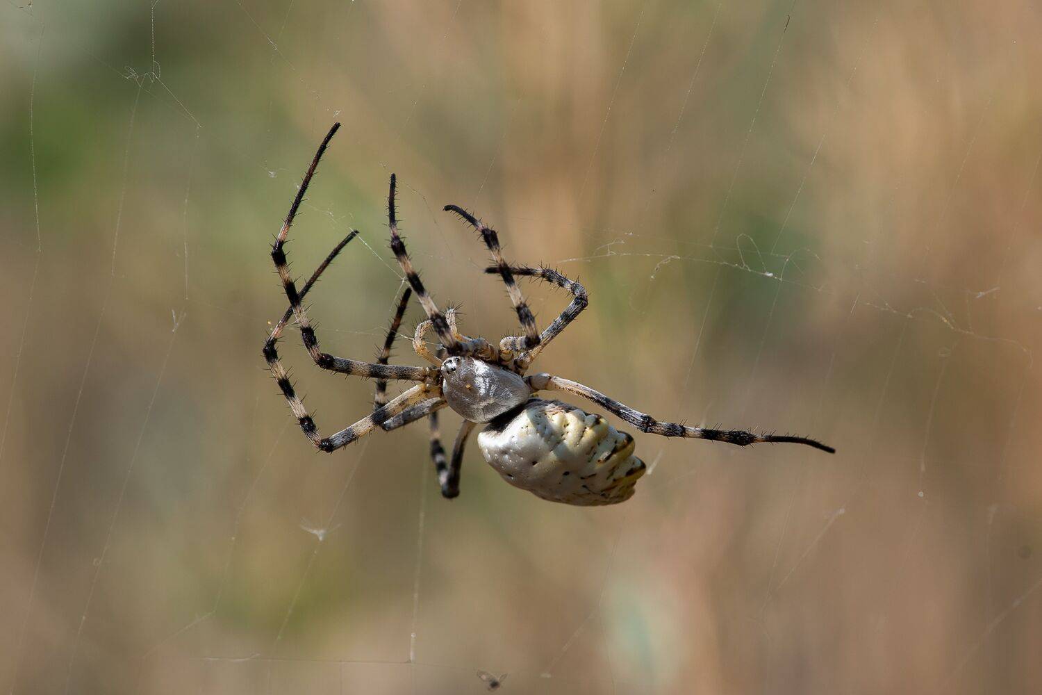 Argiope lobata, volgograd, spyder, russia, wildlife, , Сторчилов Павел