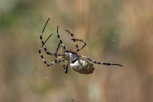 Argiope lobata