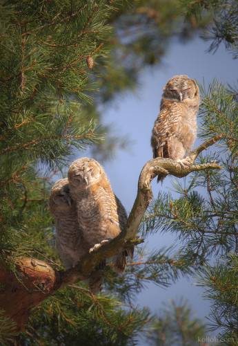 Мой первый птичий пост