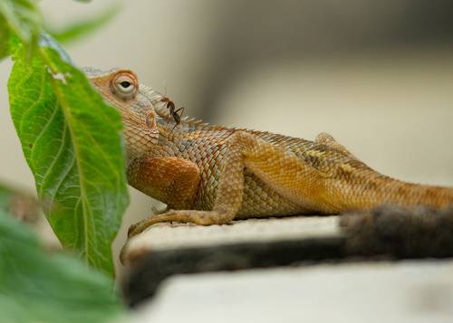 Prey on the Predator