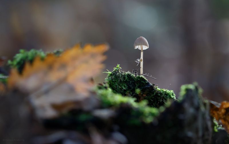 гриб, поганка, паук, макро, macro Лесная история фото превью