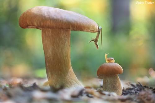 А ты, улитка, можешь так висеть?