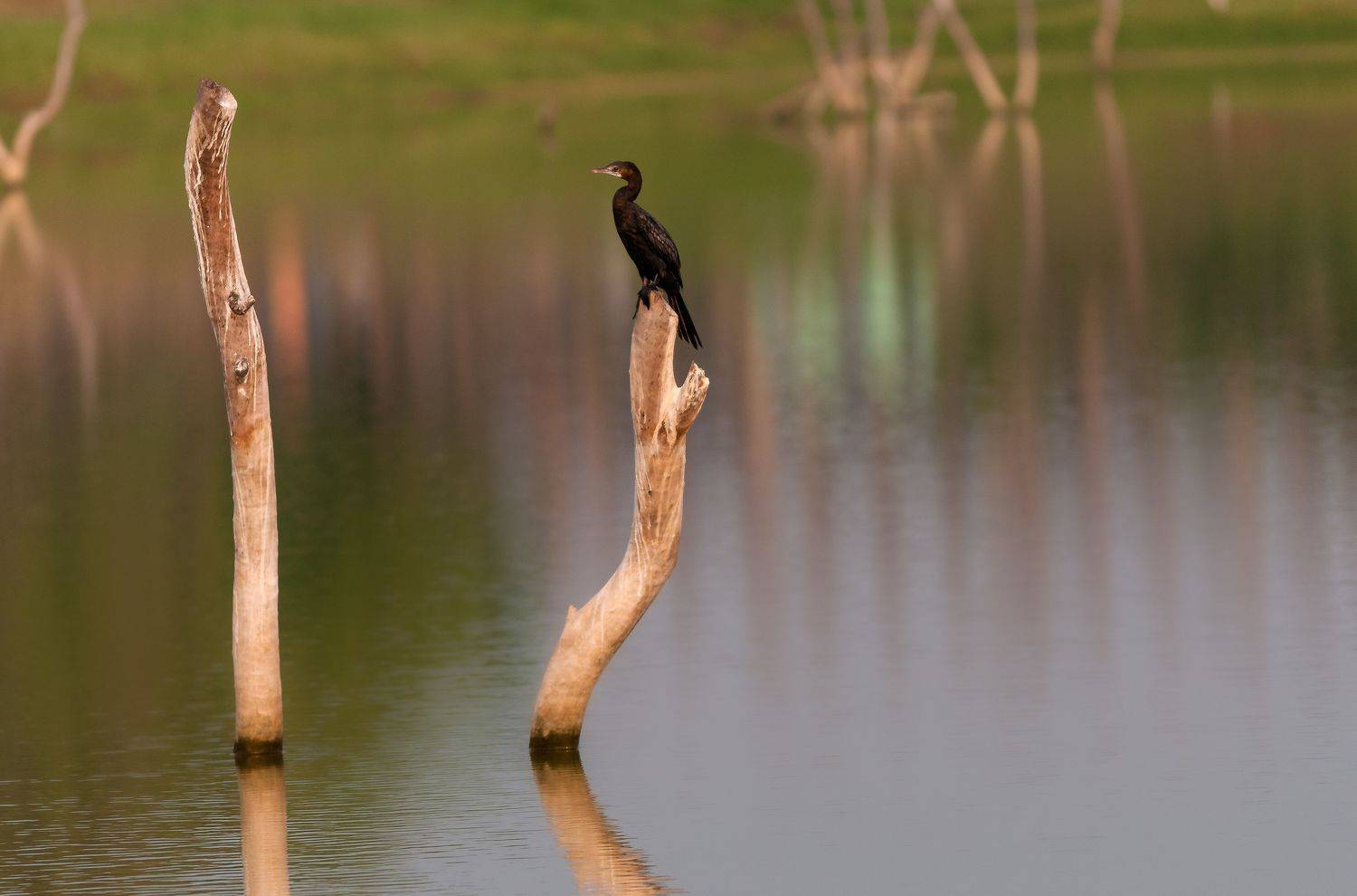 duck, bird, birds, wild, wings, beauty, nature, swan, feather, spread, little cormorant,animal,animals,nikon,water,pond,lake,peace,flamingo, G N RAJA