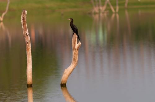 Cormorant