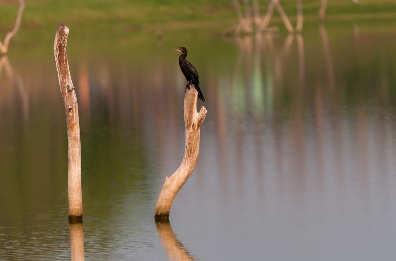 Cormorant фото превью