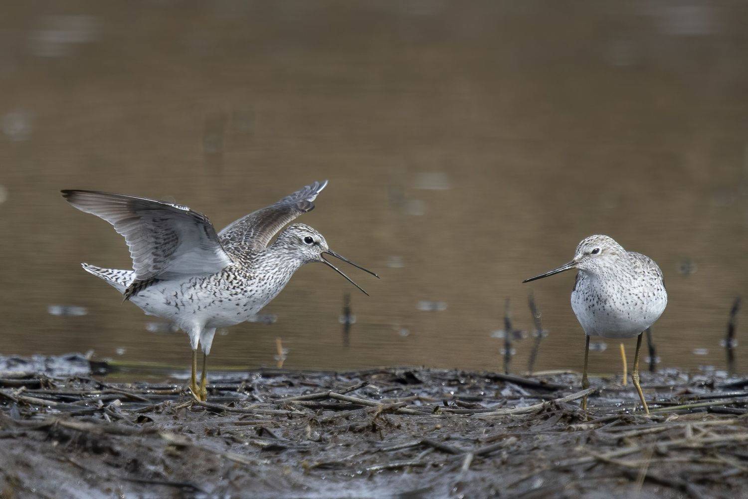 большой улит, брачный ритуал, Калиногорский Юрий