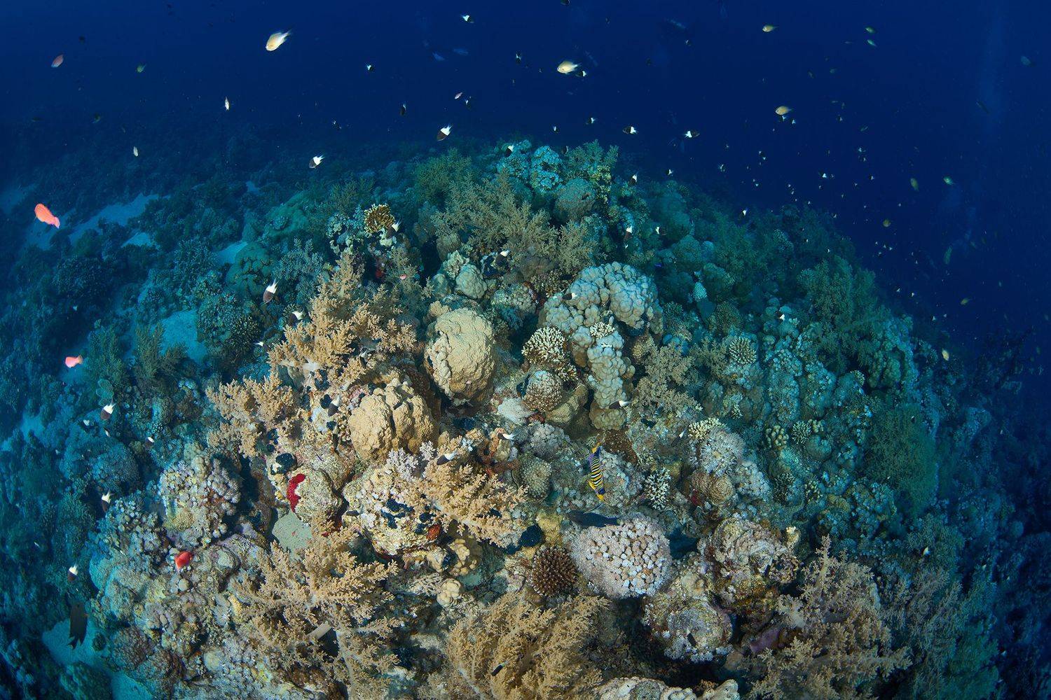 подводная фотосъемка, коралловый риф, рыбы, тропические рыбки, дайвинг, море, PAVEL PEREPECHAEV