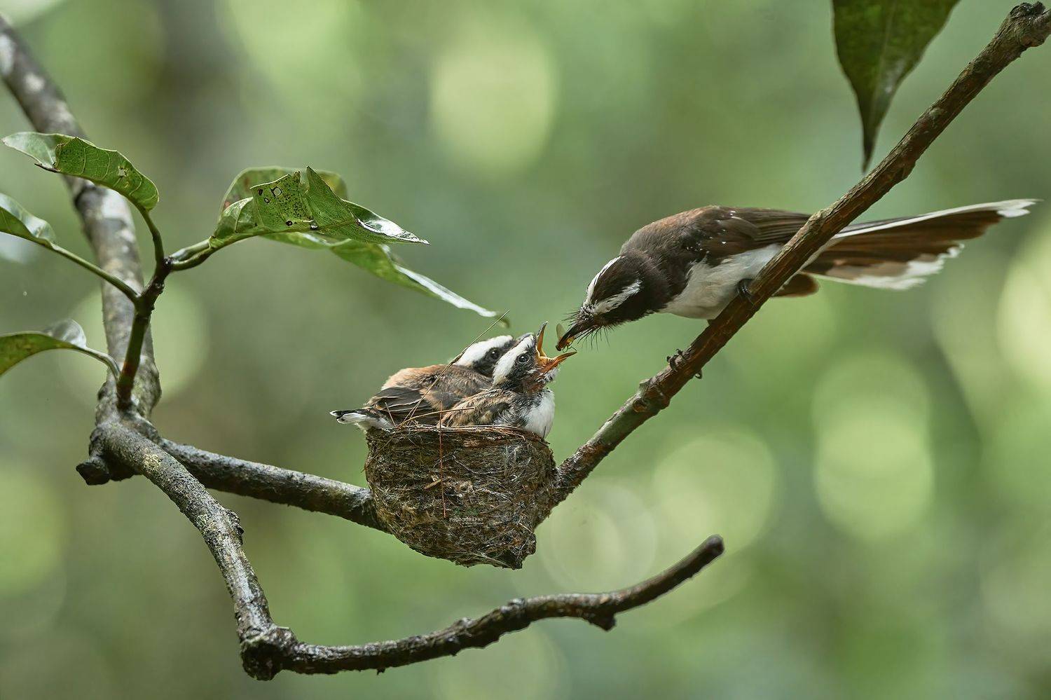 , Sonnadara Kushan Madushanka