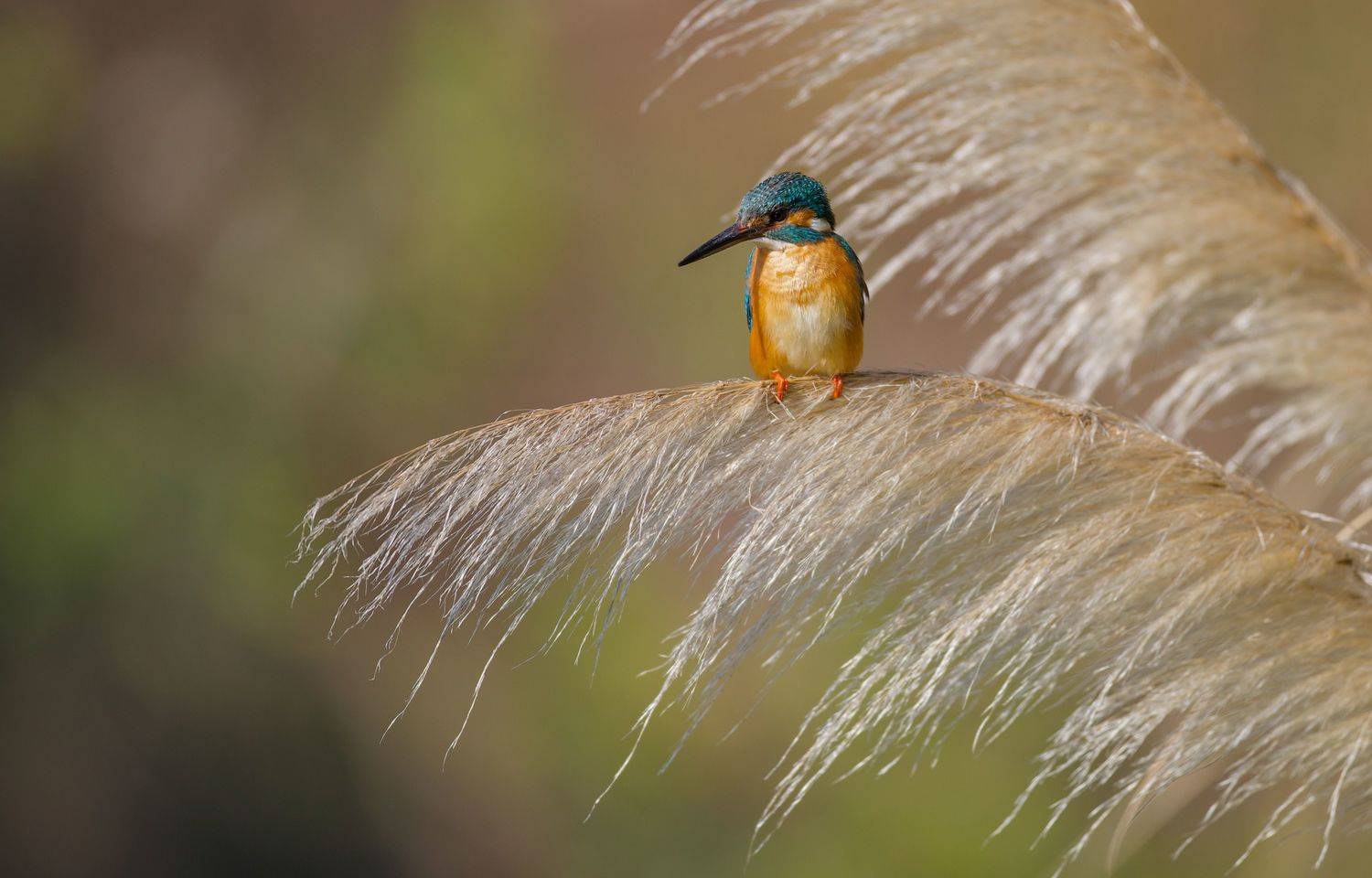 Kingfisher . Автор: David Manusevich , David Manusevich