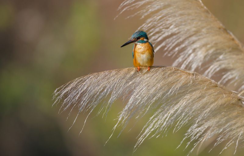 Kingfisher  фото превью