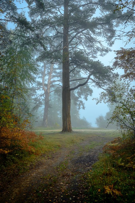 Утренняя мгла фото превью