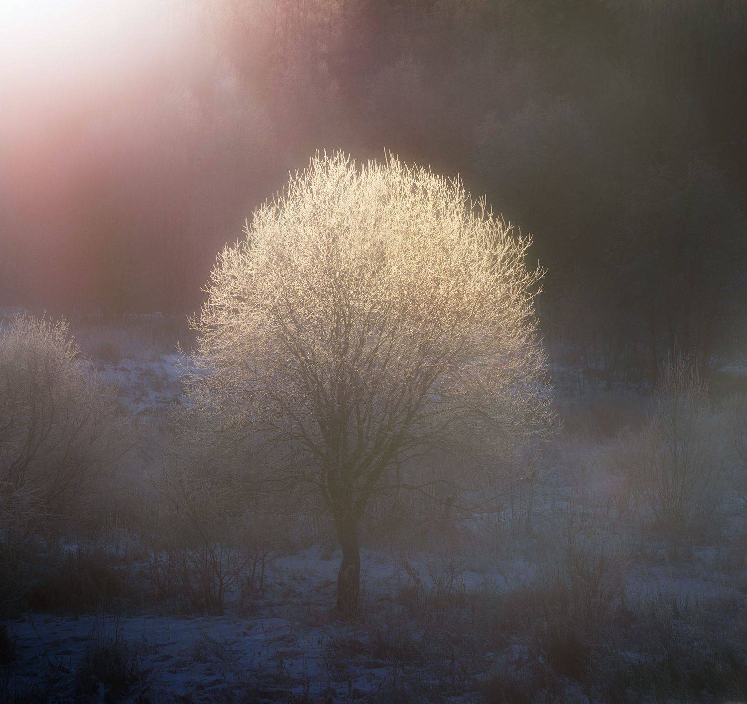 зима, свет, тень, снег, мороз, дерево, лес, север, солнце, Павел Ващенков