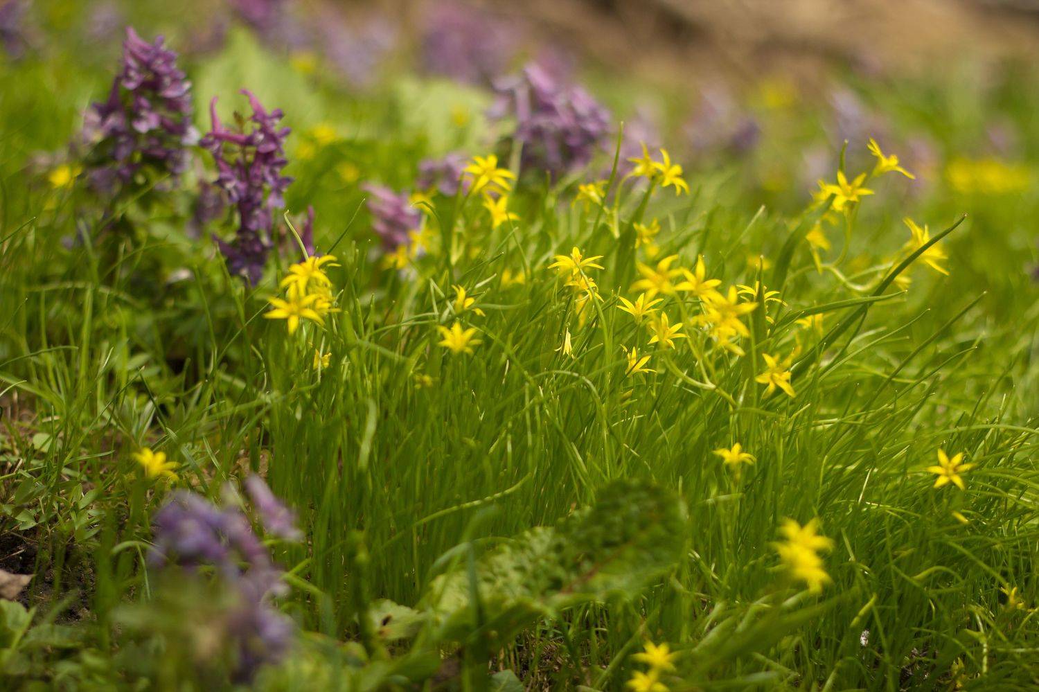 гусиный лук, хохлатки, подснежники, весна, трава, Elena Hvojnova