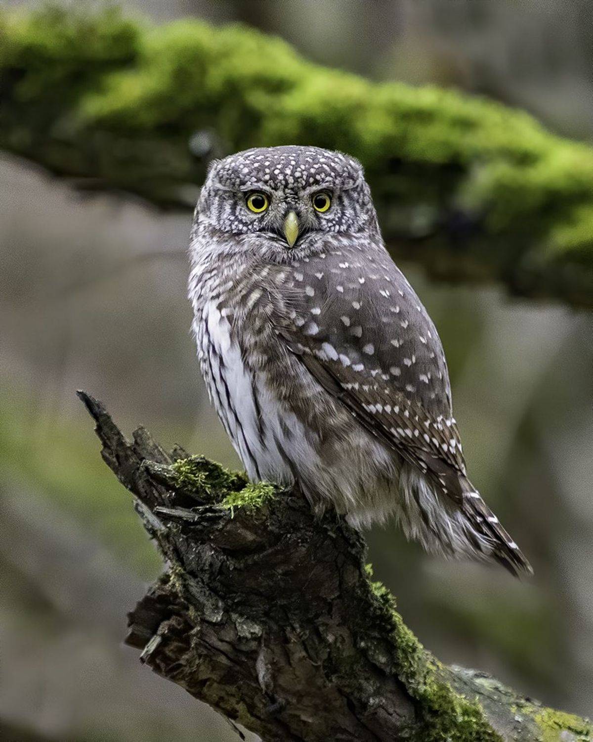 сыч, воробьиный, лес , Наталия Сытина