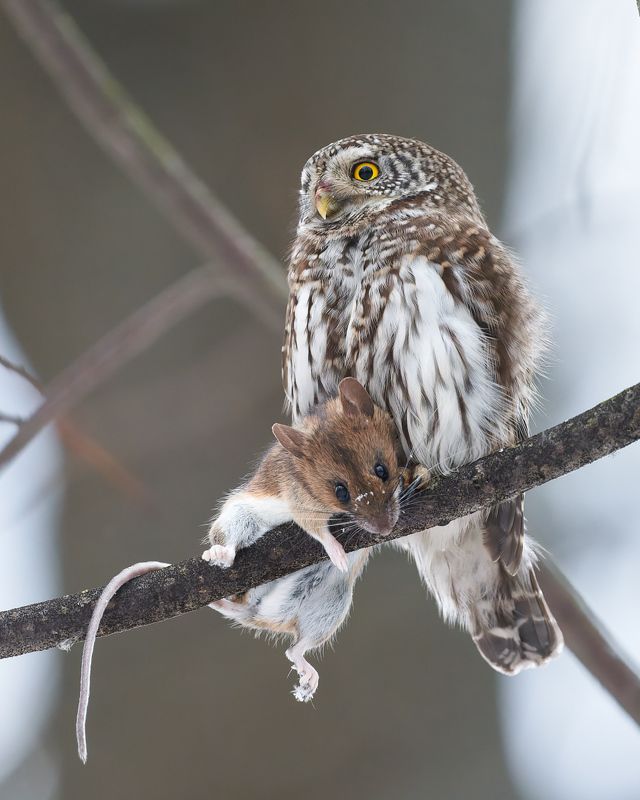 Удачная охота :) фото превью