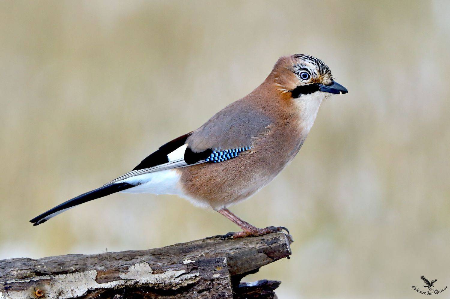 , Александр Гусар