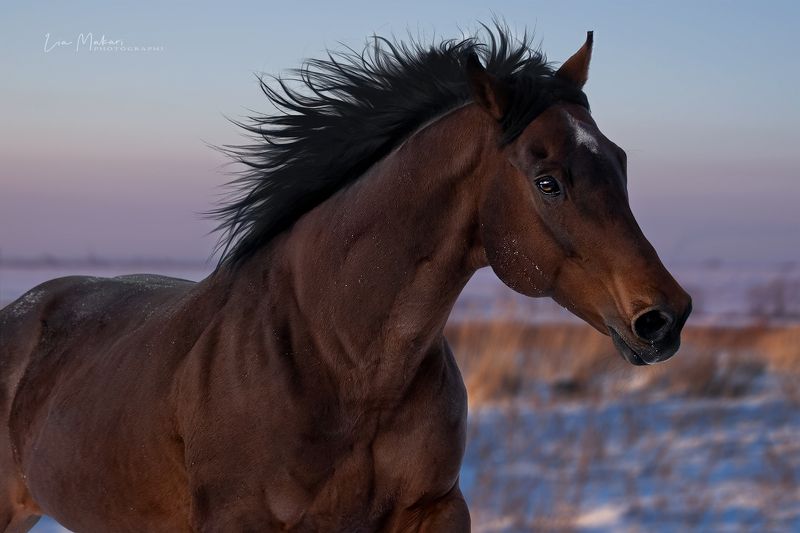 Лошадь, лошади, галоп, зимняя степь, зима, horse,horses, winter Сагнол фото превью