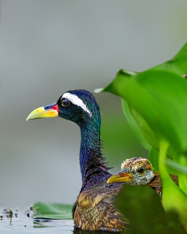 wildlife,bird,birds,nature,baby,Bronze-winged jacana, Bronze-winged jacana фото превью