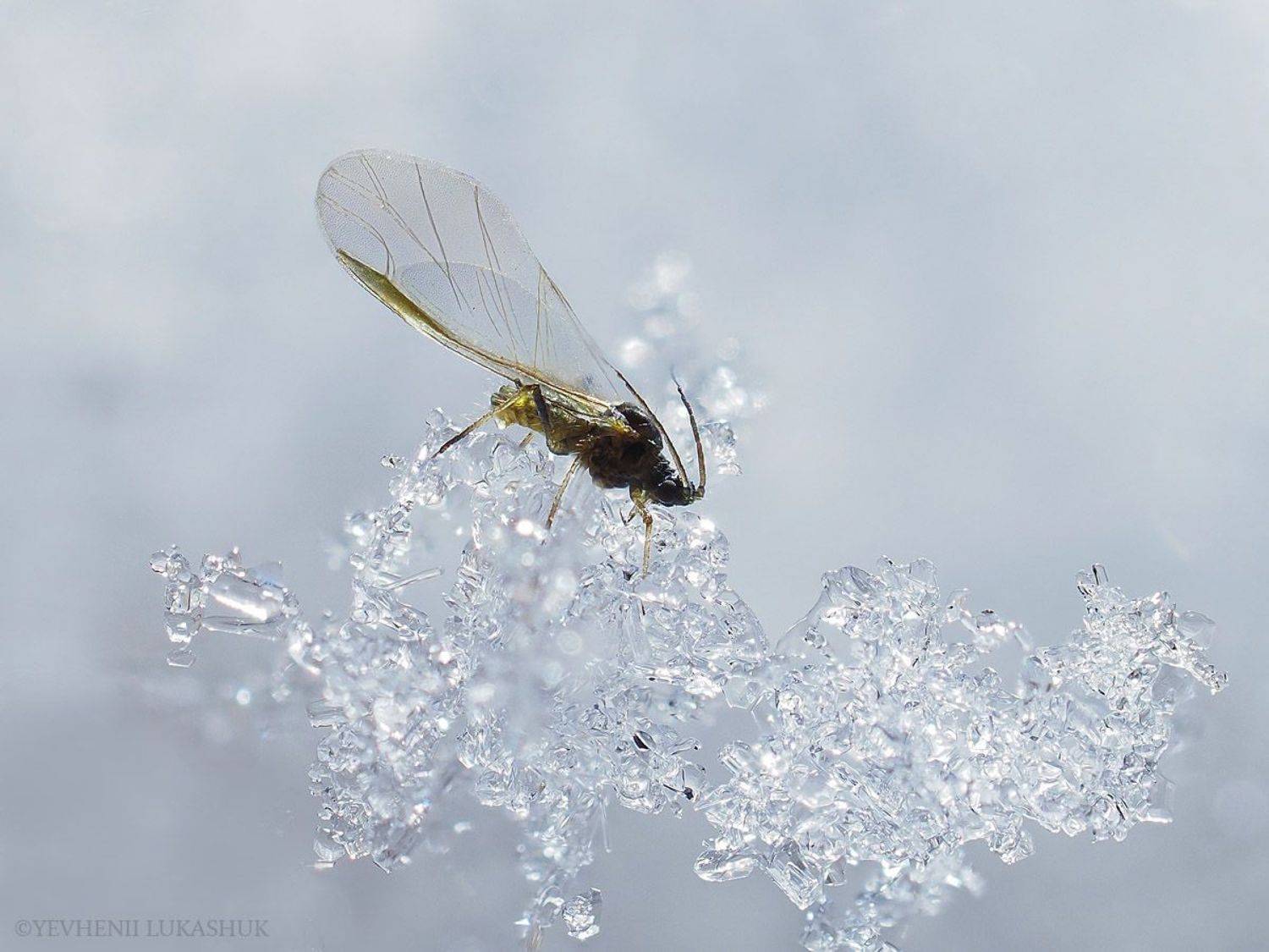 , Лукашук Евгений