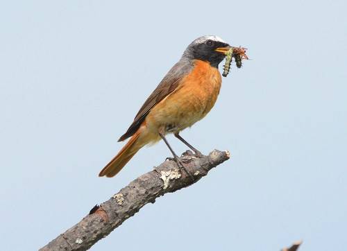 Заботливые родители