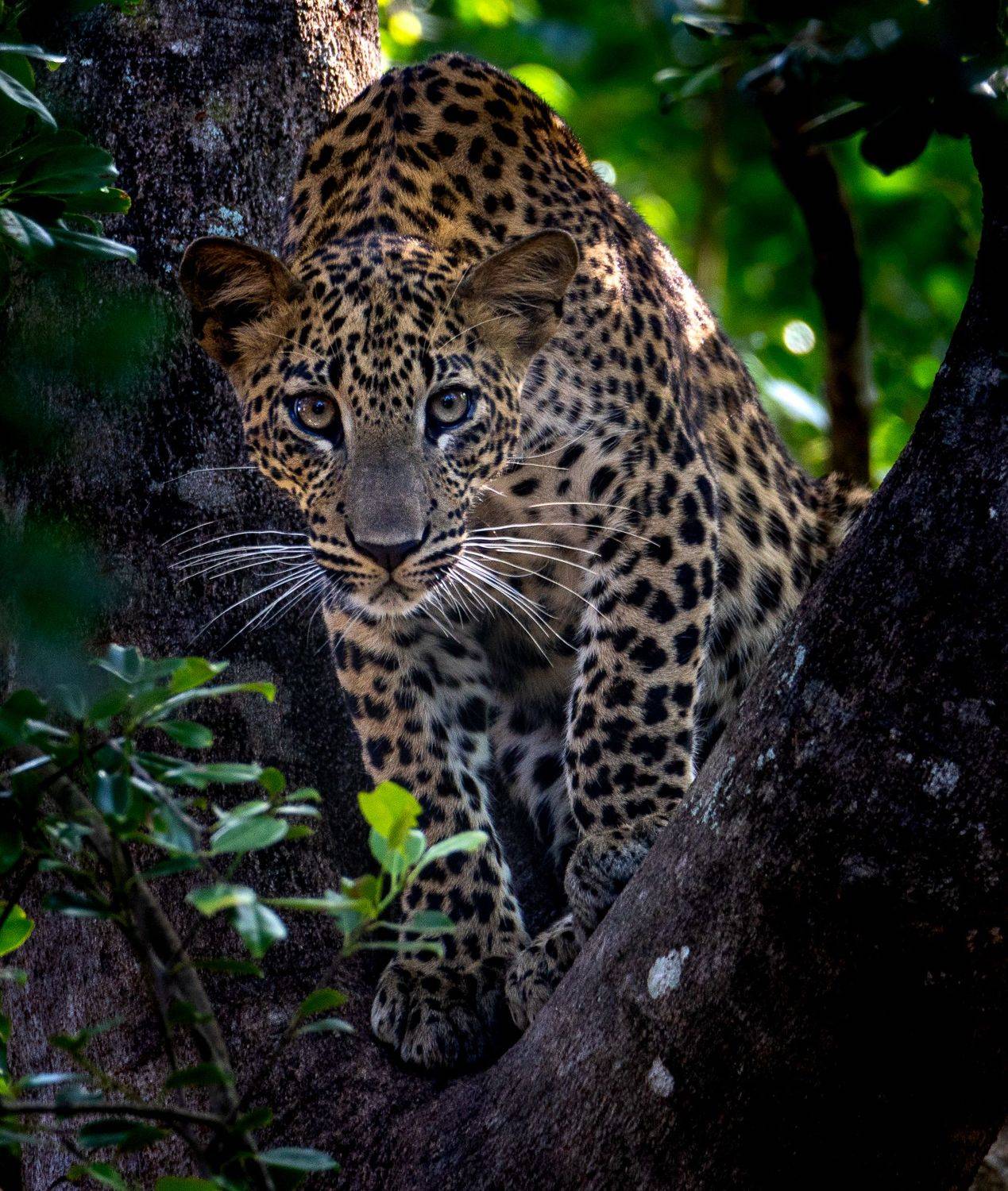 животные, кошачьи, леопард, дикая природа, шри-ланка, Потапов Сергей