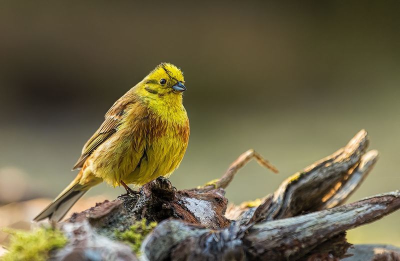 Trznadel (Emberiza citrinella) фото превью