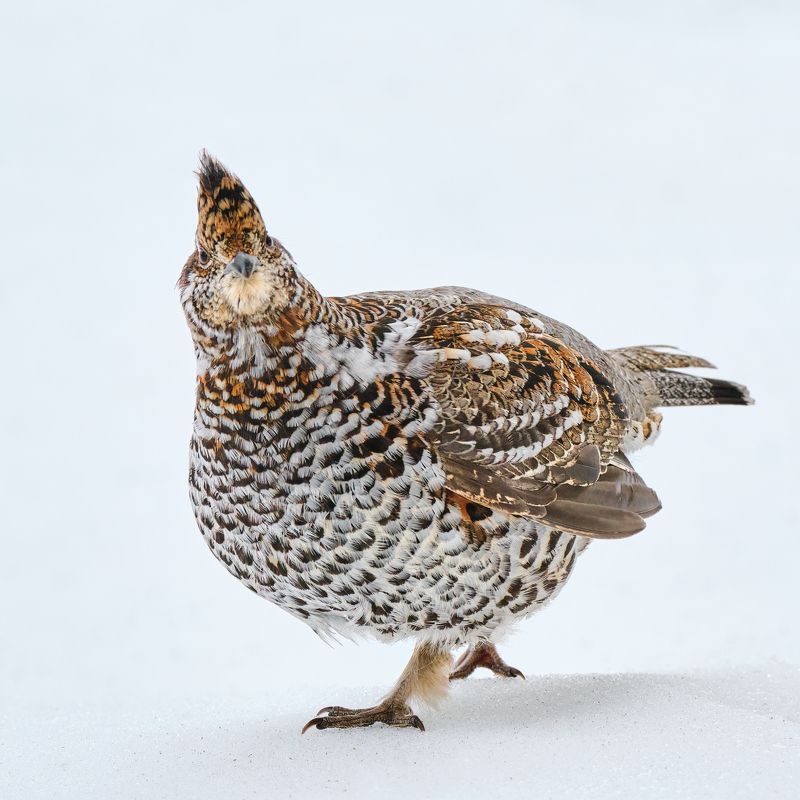 #bird #wildlife #nature #birdphotography Рябчик фото превью