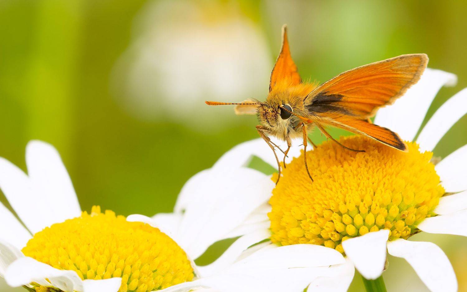 толстоголовка жёлтая, thymelicus sylvestris, толстоголовки, hesperiidae, бабочка, ромашка, лето, Павел Черенков