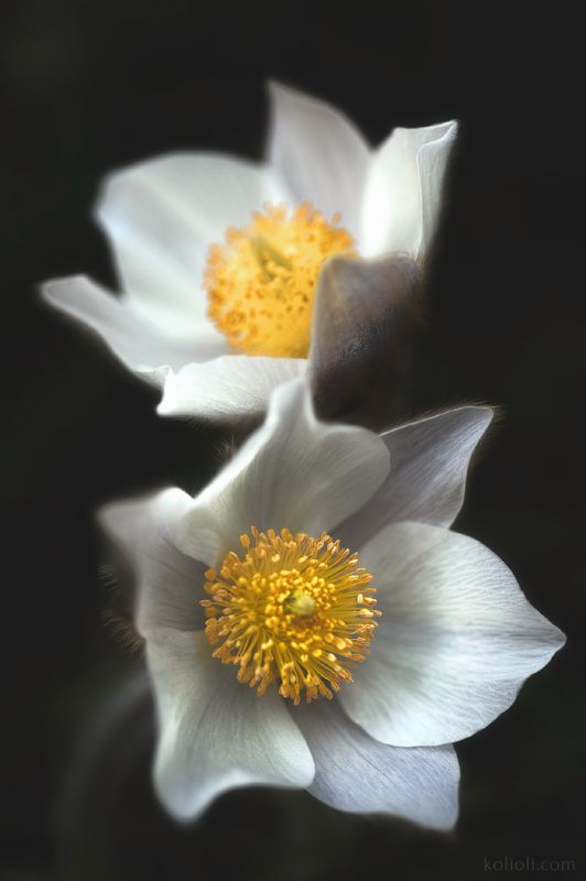 сон трава, прострел весенний, цветы, весна, волшебство, карельский перешеек, ленинградская область Пушистый цветочек фото превью