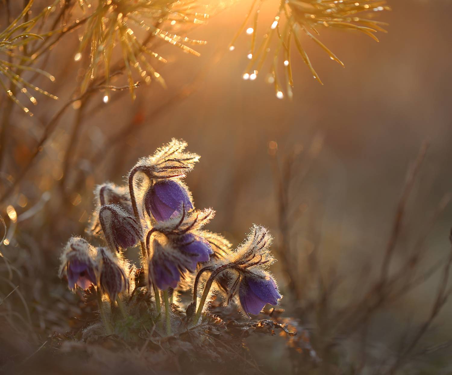нерюнгри, сон-трава, якутия, растениялевиной, женялевина, евгениялевина, растенияякутии, Евгения Левина