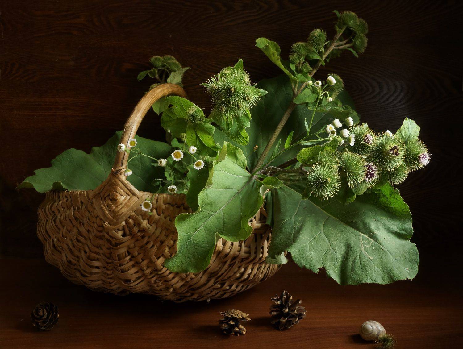 , Колеснева Елена