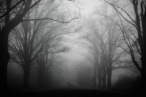 An Encounter with the Wild on a Foggy Day 