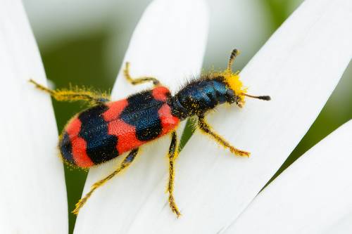 Пестряк пчелиный