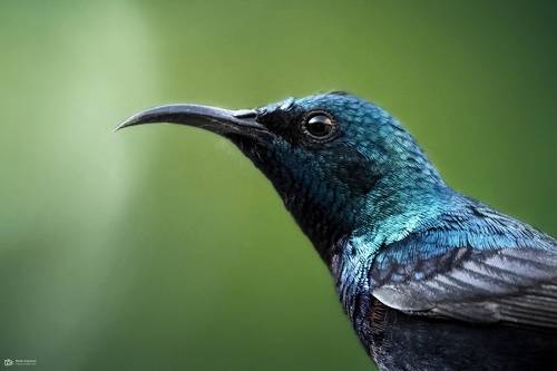 Purple Sunbird (Cinnyris asiaticus)