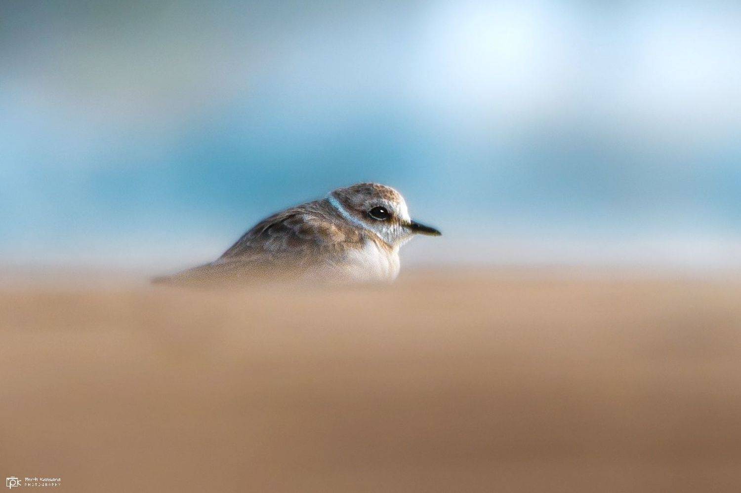 kentish plover, charadrius alexandrinus, grk, greater rann of kutch, nature, 35awards, 35photo, wildlife, birds, birds of india, parth kansara, parth kansara wildlife, indian wildlife, photo, photography, kutch, birds of kutch, nakhatrana, kutch wildlife,, kansara parth