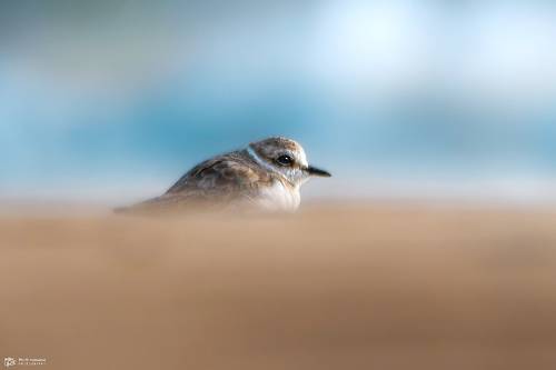 Kentish Plover (Charadrius alexandrinus)