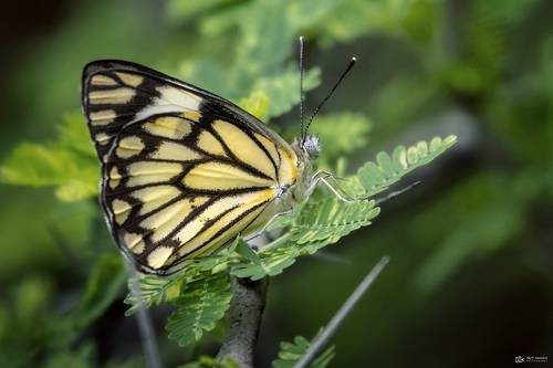 Pioneer (Belenois aurota)