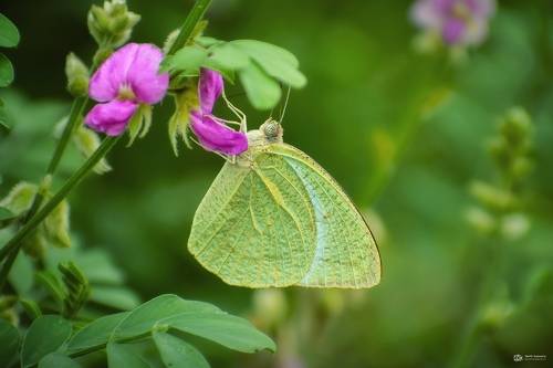 molted emigrants (Catopsilia pyranthe)