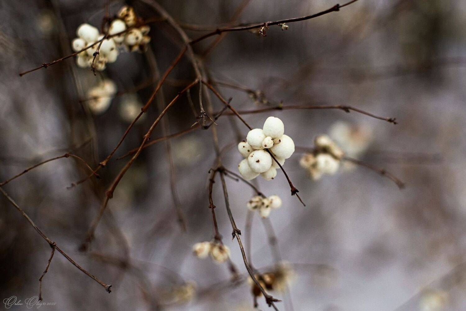 , Орлов Олег