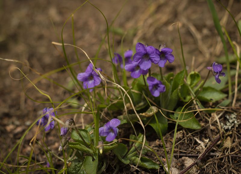 фиалки  фото превью